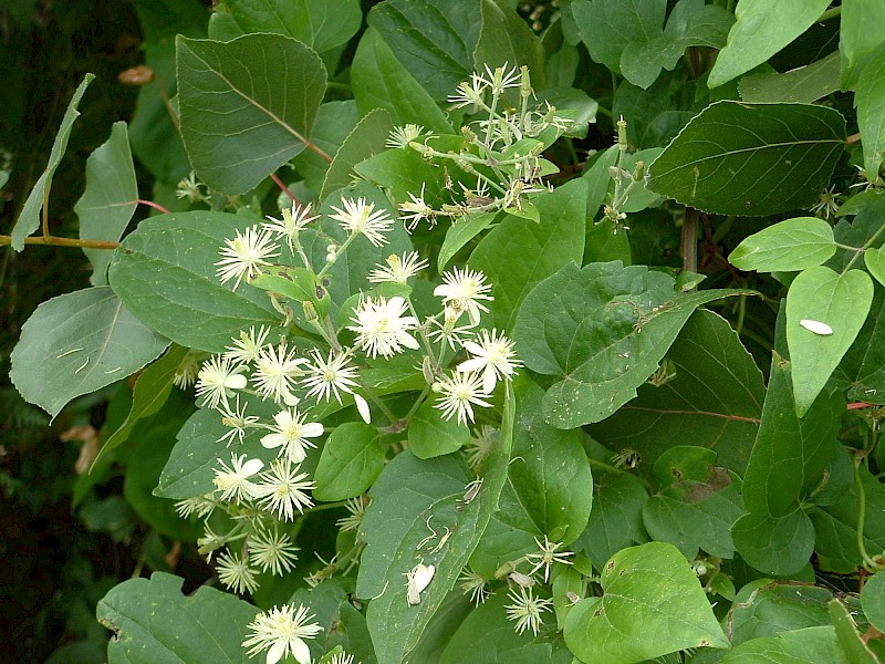 Old Man's Beard