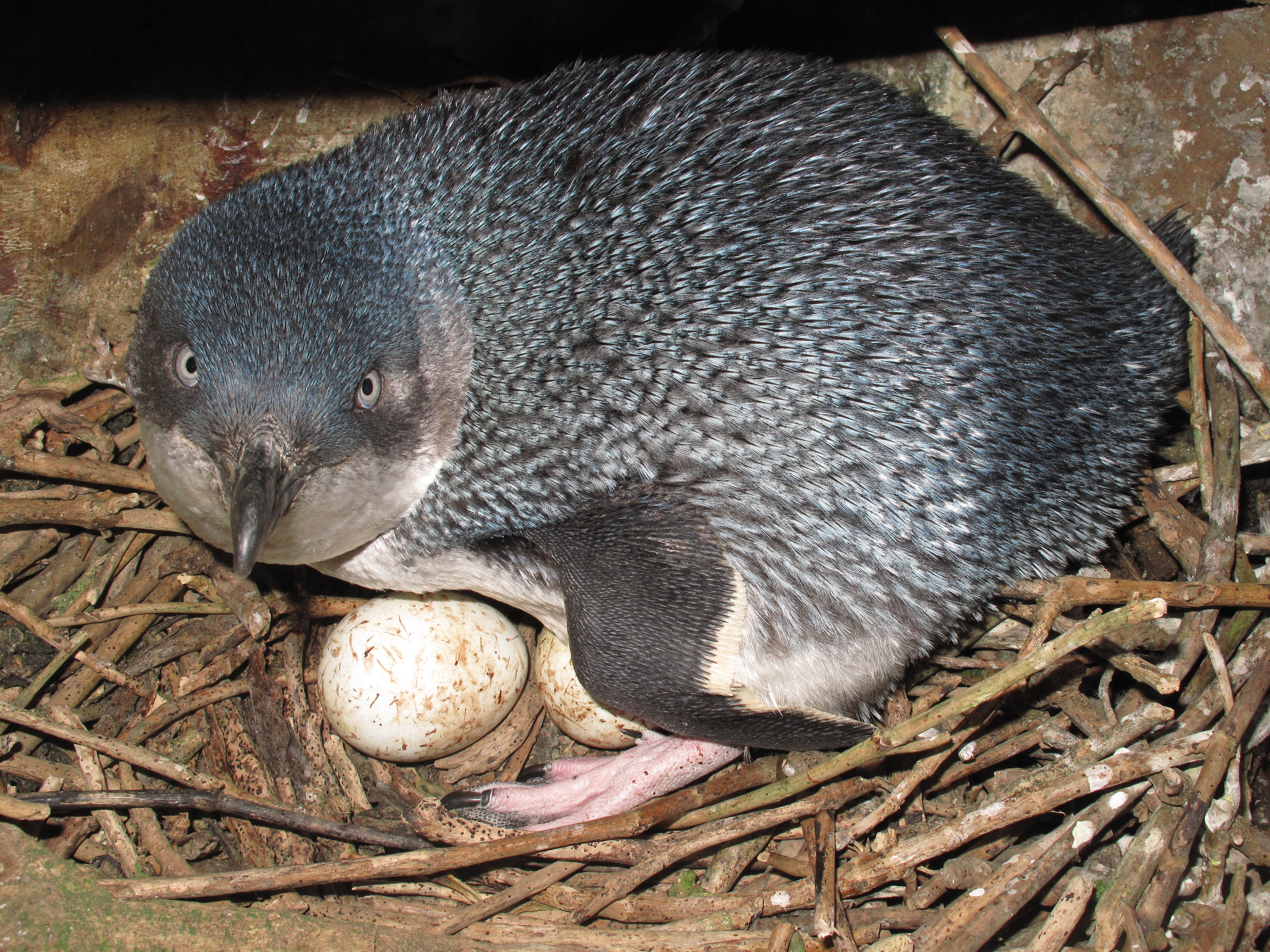 Kororā on nest