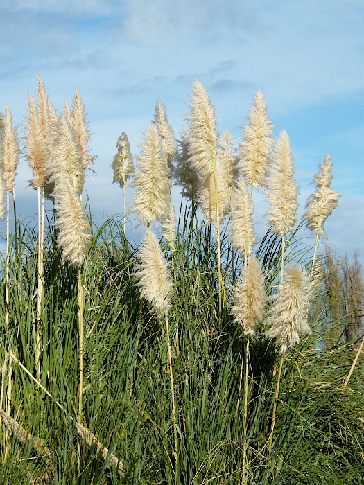 pampas grass