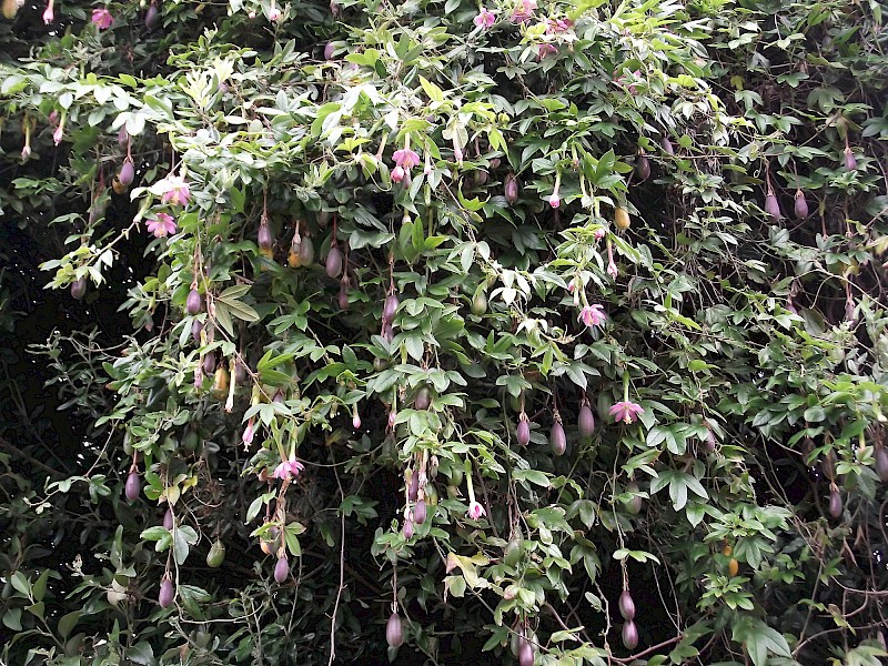 banana passionfruit