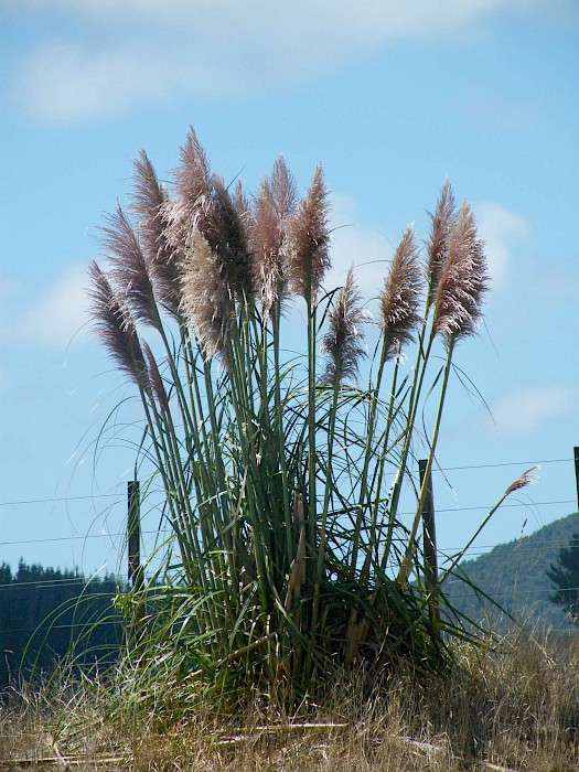 purplew pampas