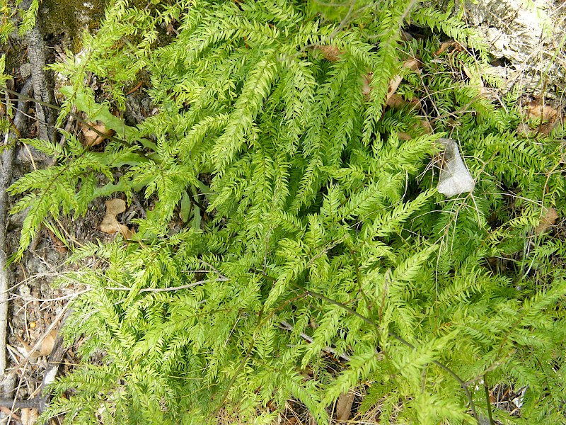 Climbing Asparagus 