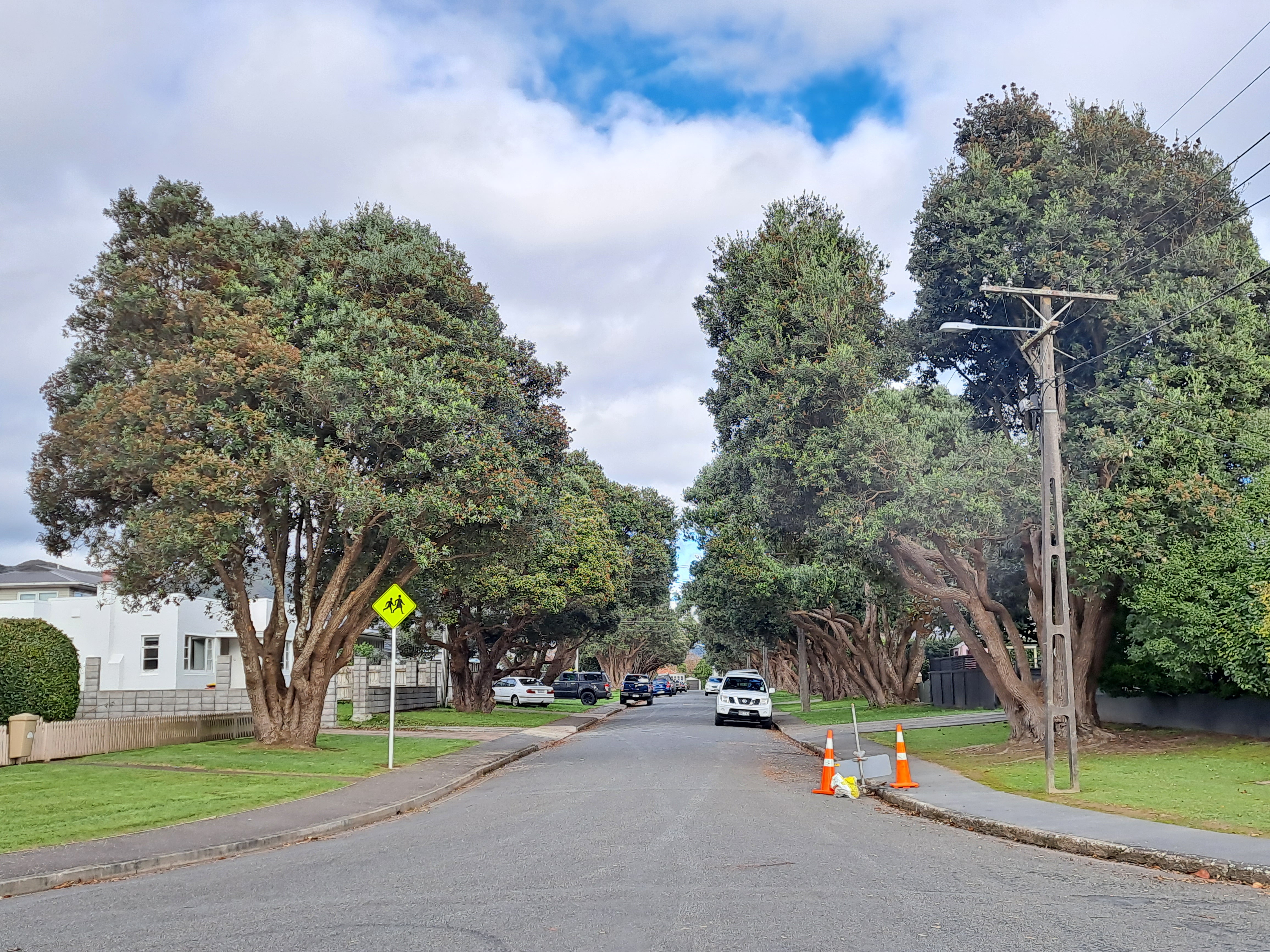 Hart Avenue pōhutakawa