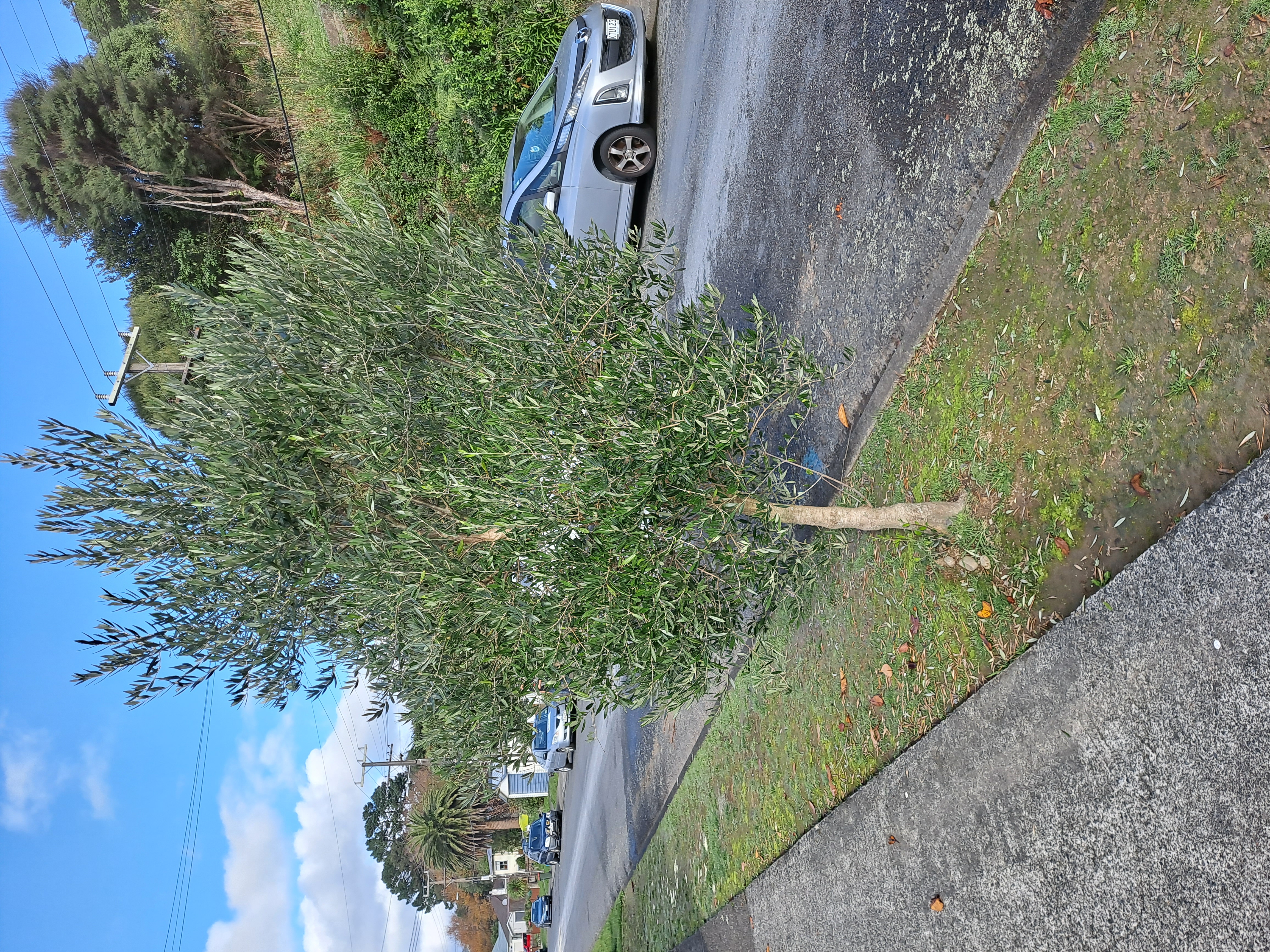 koroneiki olive in Wainuiomata’s Bledisloe Crescent in Wainuiomata’s Bledisloe Crescent