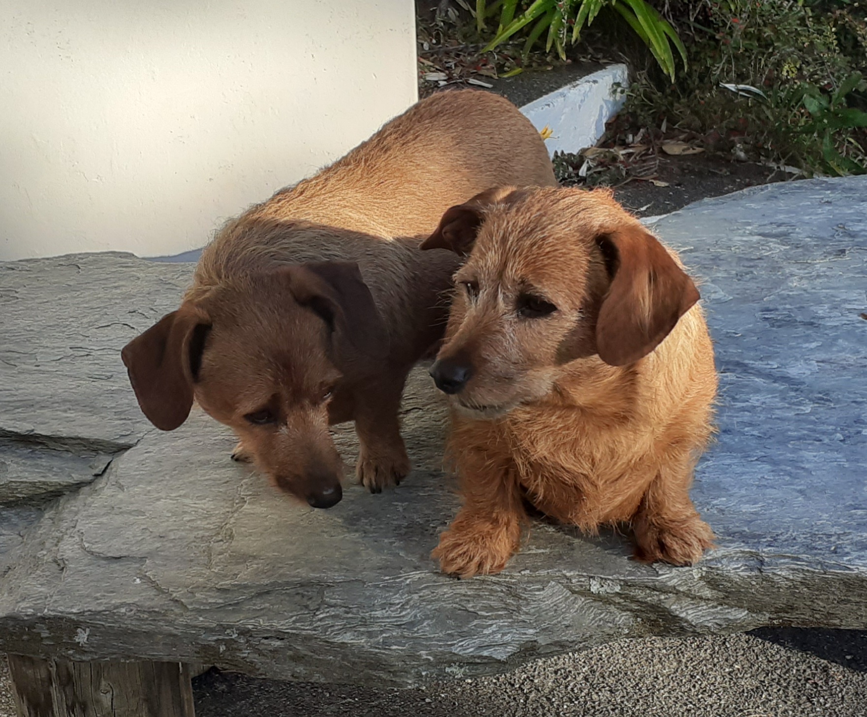 Milo and Lucky