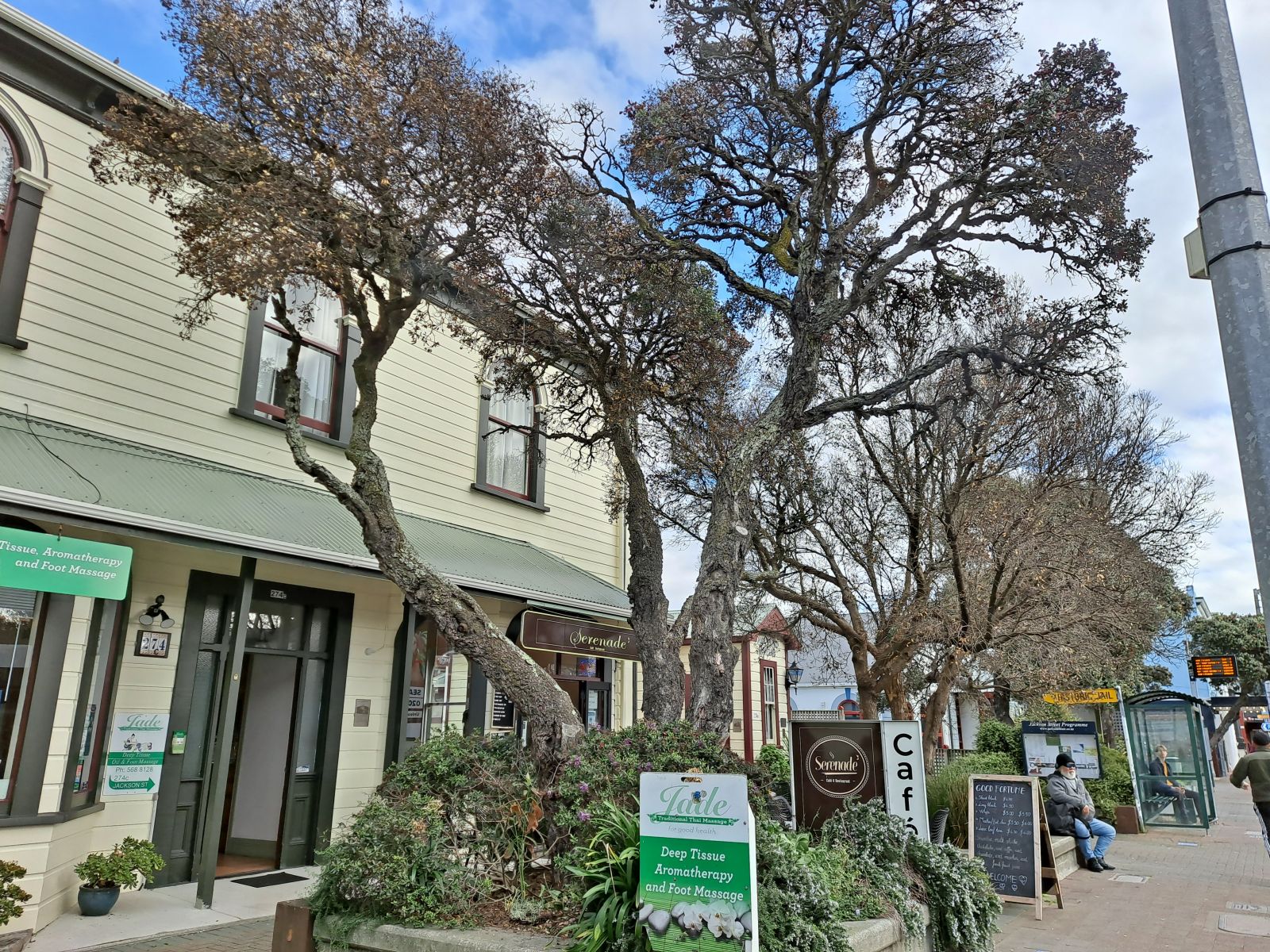 Decayed pōhutakawa on Jackson St banner image