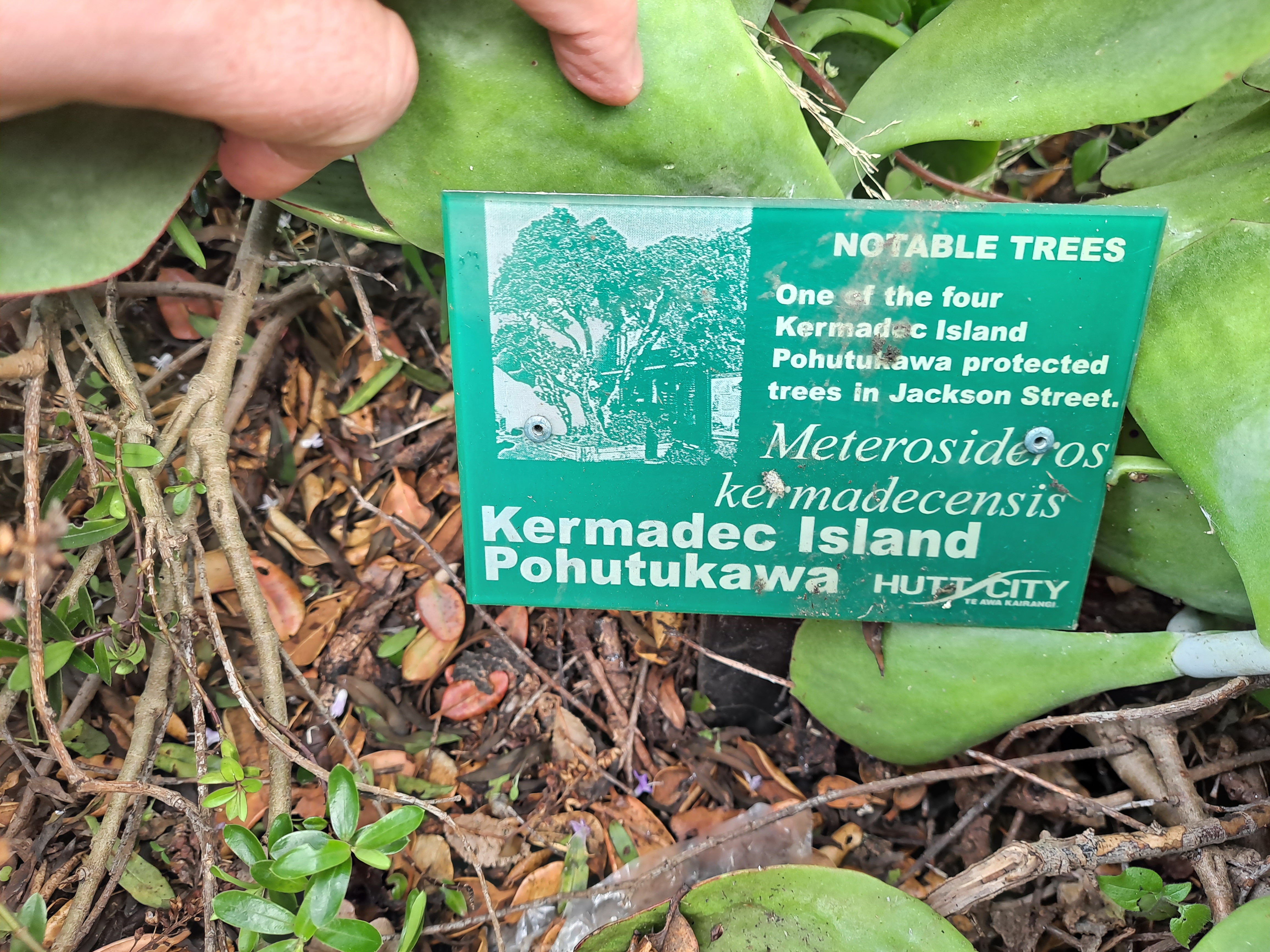 The plaque signifying the protected status of Kermadec pōhutakawa