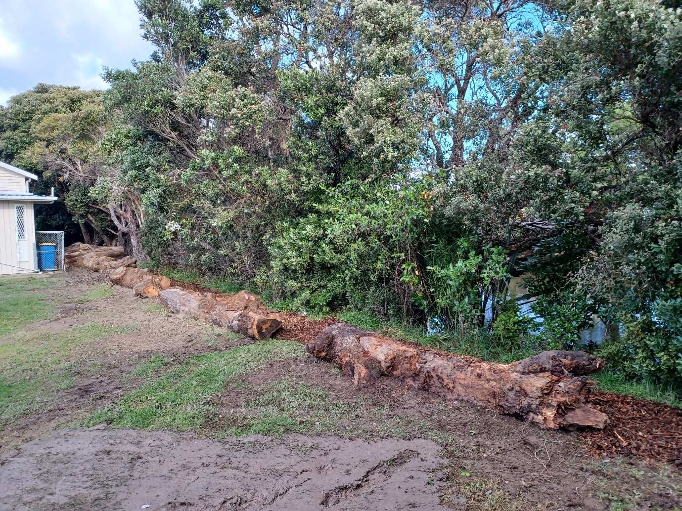 Hikoikoi - logs.jpg